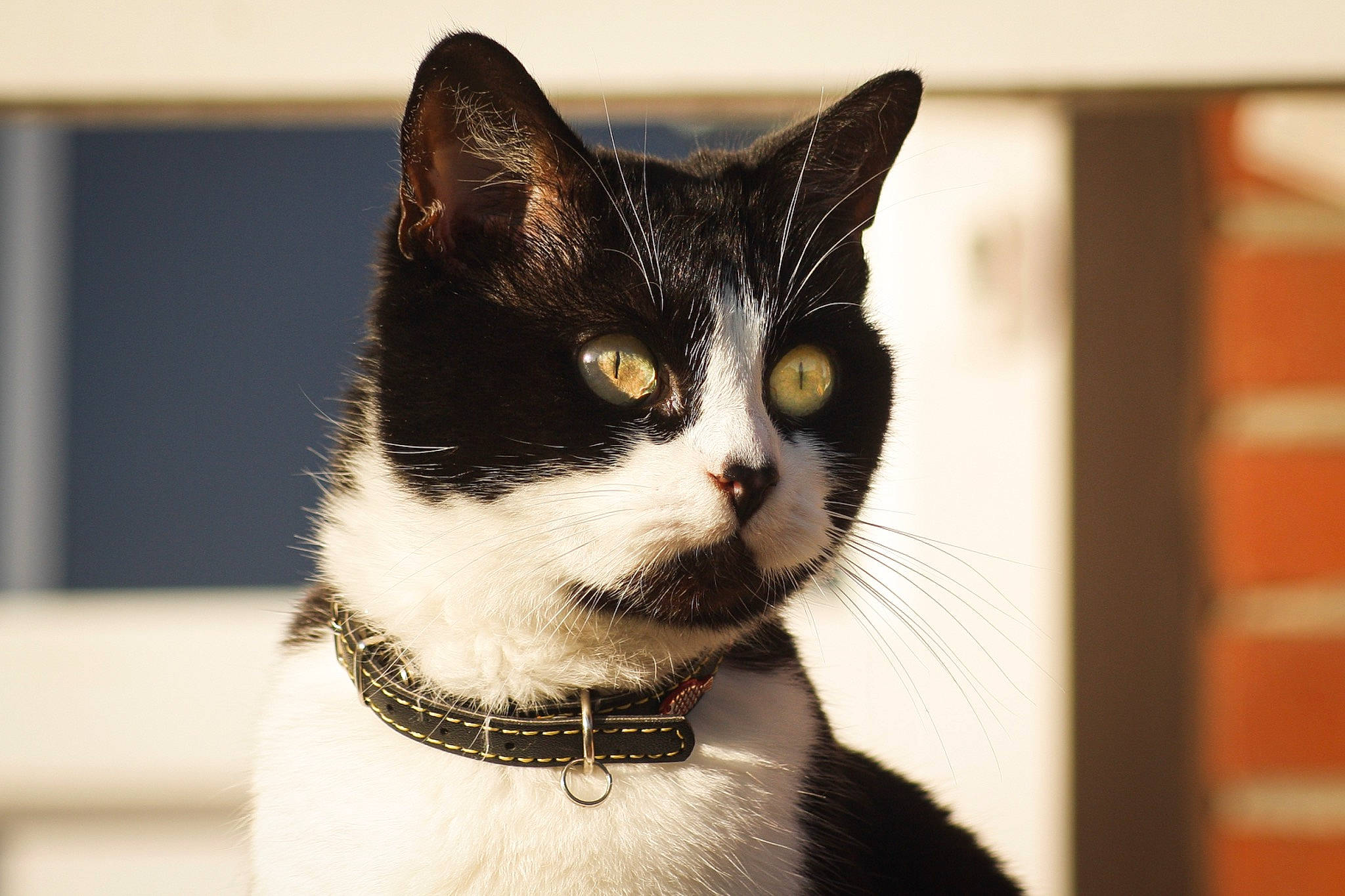 Maze a rejoint le concours — aidez-le/la à gagner de superbes lots ! carnivore, cat, collar, dog_collar, domestic_short_haired_cat, eye, fashion_accessory, felidae, formal_wear, fur, human_body, monochrome_photography, moustache, small_to_medium_sized_cats, snout, tail, tree, whiskers, window