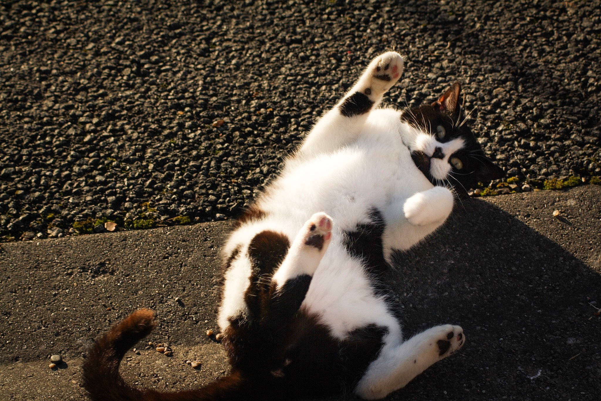 Maze a rejoint le concours — aidez-le/la à gagner de superbes lots ! asphalt, canidae, carnivore, cat, companion_dog, dog_breed, fawn, felidae, grass, paw, road_surface, shadow, small_to_medium_sized_cats, snout, soil, sporting_group, tail, terrestrial_animal, tints_and_shades, whiskers