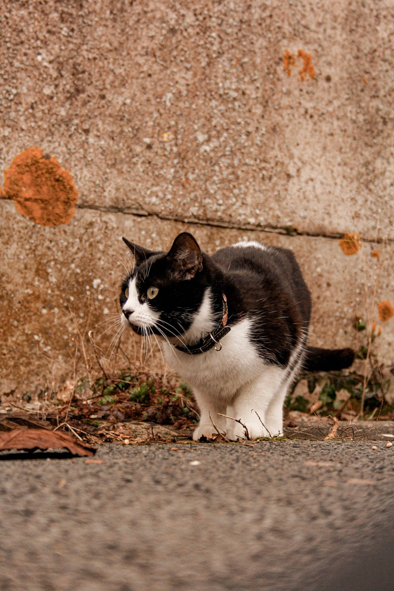 Maze a rejoint le concours — aidez-le/la à gagner de superbes lots ! asphalt, carnivore, cat, domestic_short_haired_cat, felidae, fur, grass, mammal, monochrome_photography, road, road_surface, sand, shadow, small_to_medium_sized_cats, snout, soil, street, tail, terrestrial_animal, whiskers