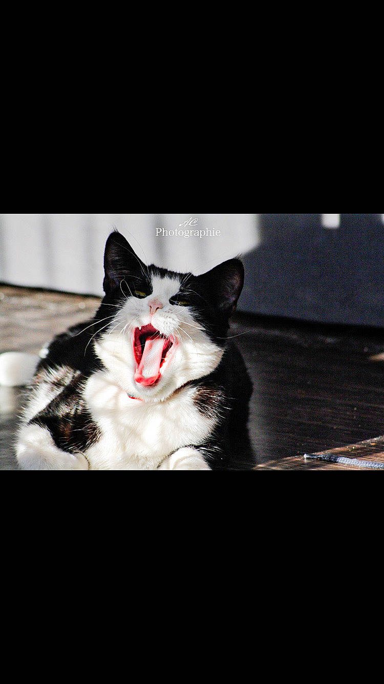 Rustine participe au concours pour gagner de l'argent avec cette photo : art, carmine, carnivore, cat, darkness, dog_breed, fang, felidae, flash_photography, font, foot, formal_wear, fur, monochrome_photography, paw, roar, shout, small_to_medium_sized_cats, whiskers, yawn