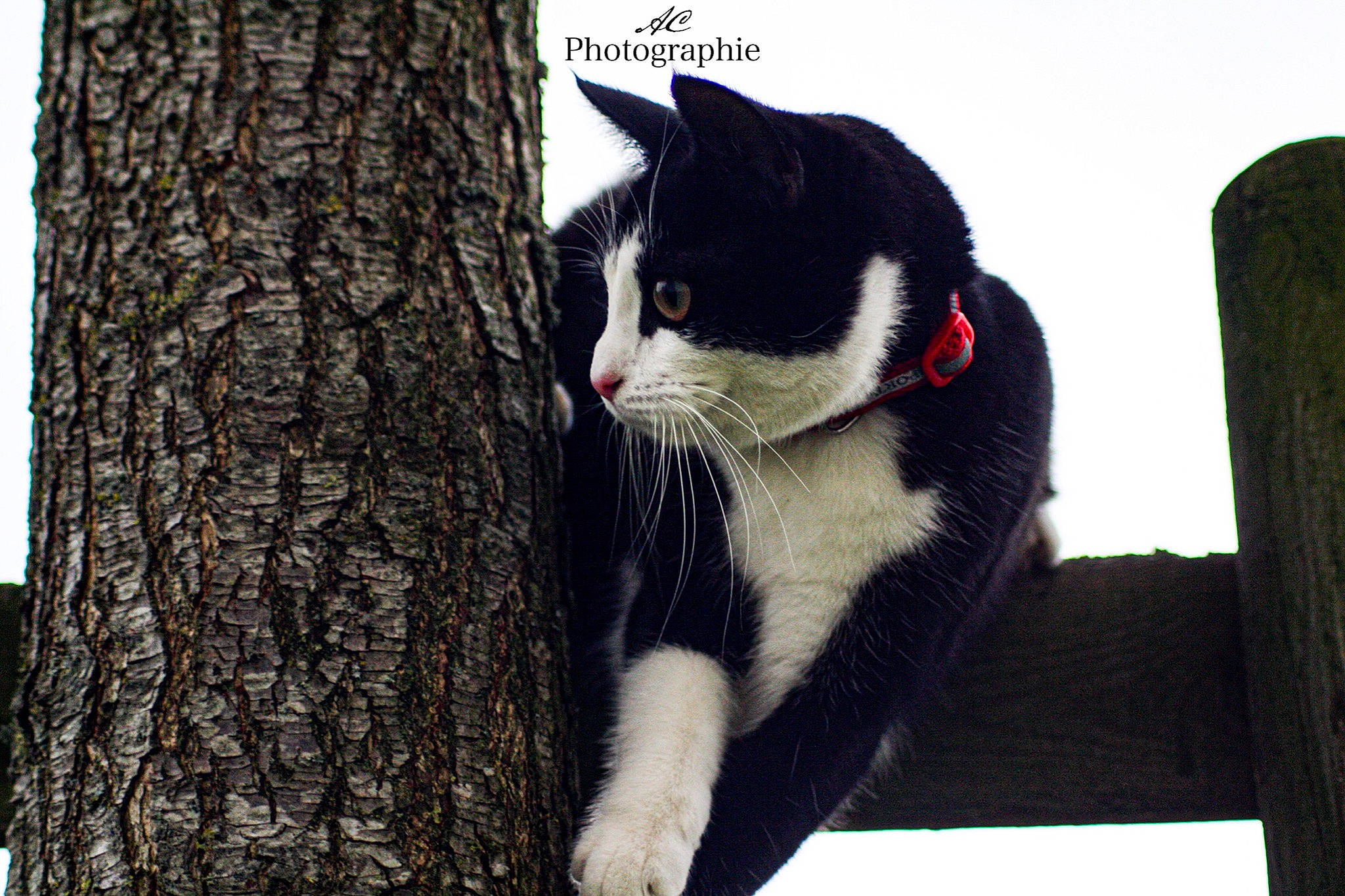 Rustine participe au concours pour gagner de l'argent avec cette photo : automotive_tire, black_cat, carnivore, cat, domestic_short_haired_cat, felidae, formal_wear, fur, grass, paw, plant, sitting, small_to_medium_sized_cats, stairs, tail, tree, trunk, twig, whiskers, wood