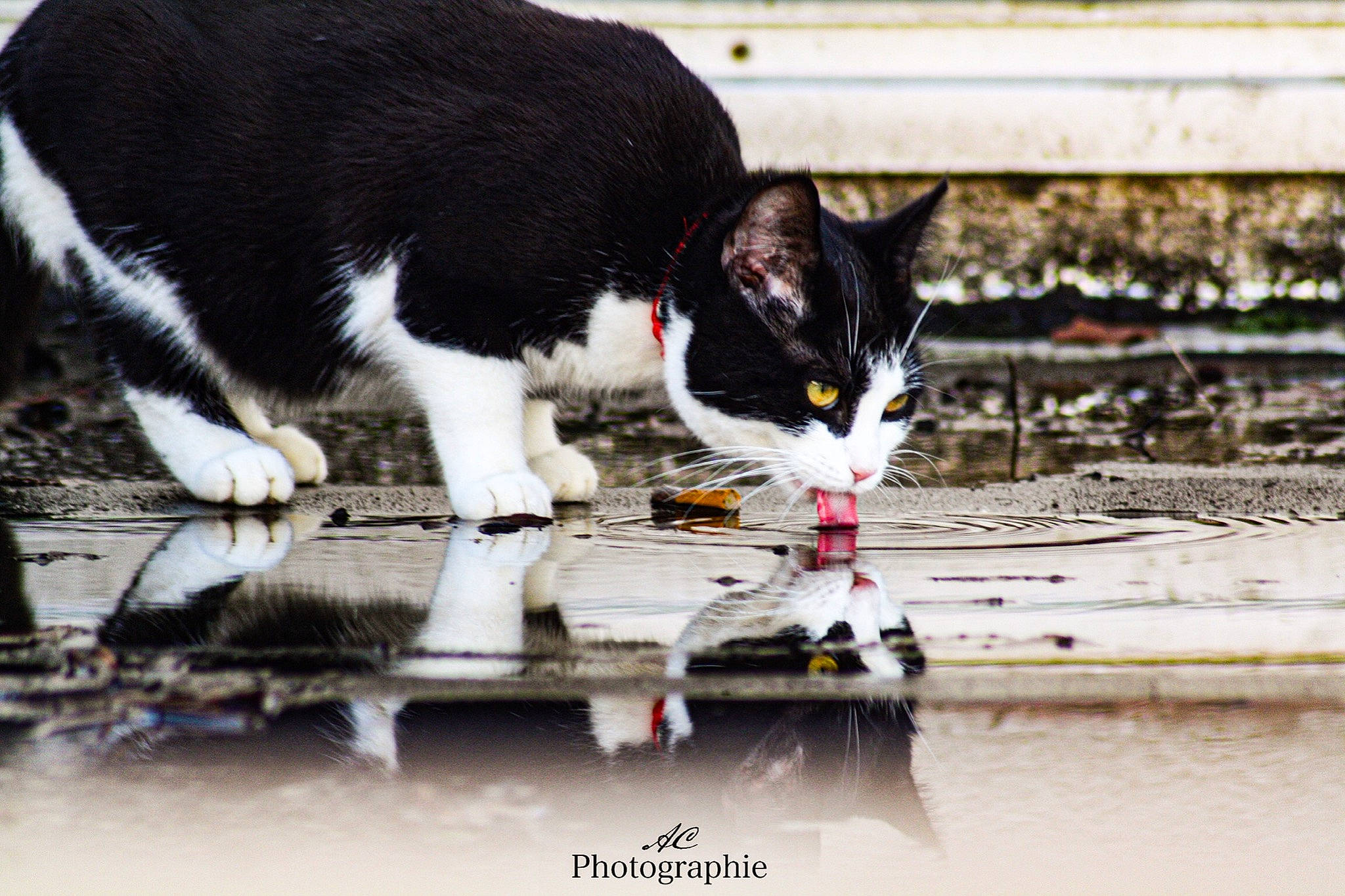 Rustine a rejoint le concours — aidez-le/la à gagner de superbes lots ! black_cat, carnivore, cat, cat_supply, claw, domestic_short_haired_cat, felidae, fur, paw, small_to_medium_sized_cats, snout, tail, water, whiskers