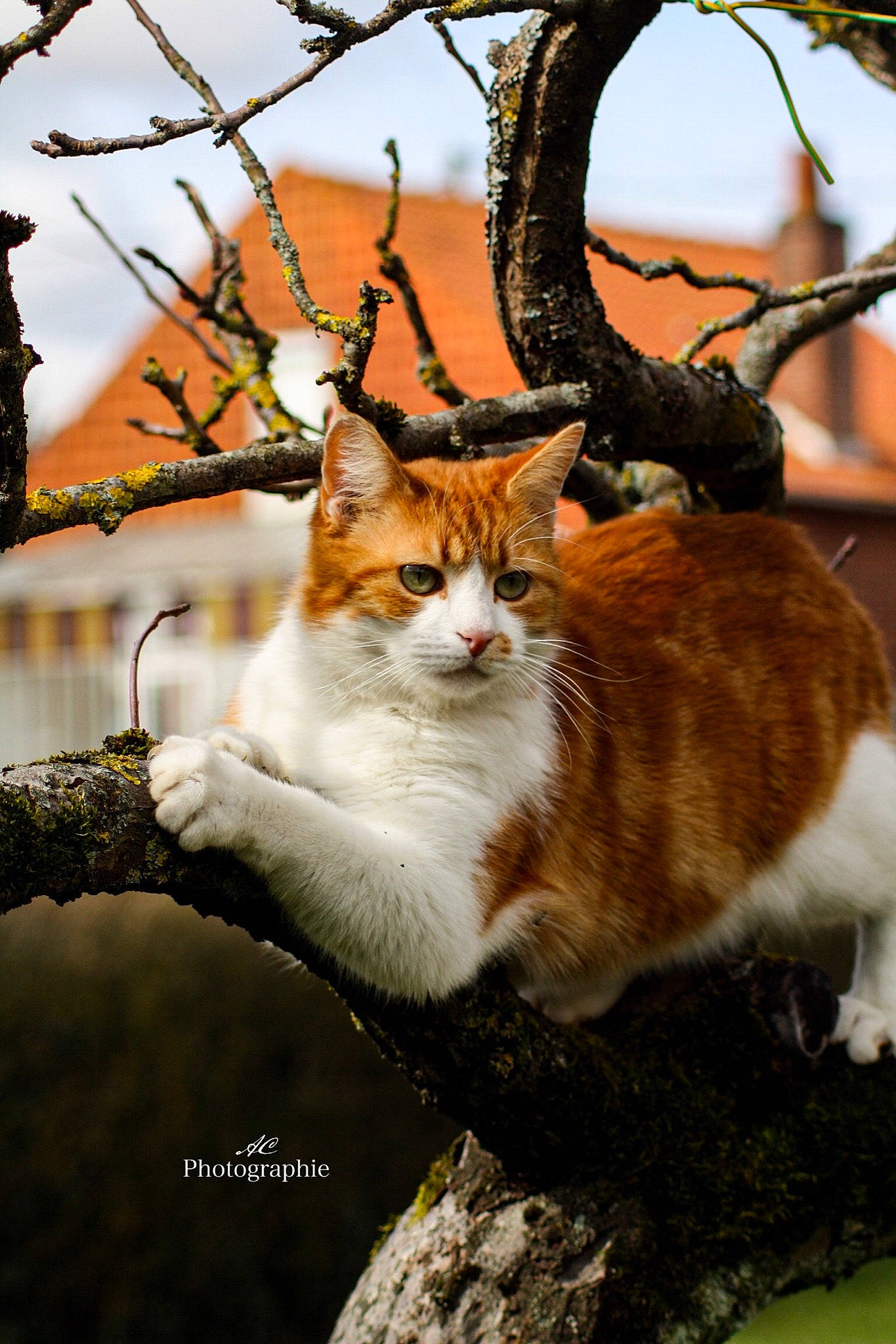 Minou participe au concours pour gagner de l'argent avec cette photo : carnivore, cat, collar, deciduous, domestic_short_haired_cat, fawn, felidae, fur, grass, plant, small_to_medium_sized_cats, stock_photography, tail, terrestrial_animal, tree, trunk, twig, whiskers, wildlife, wood