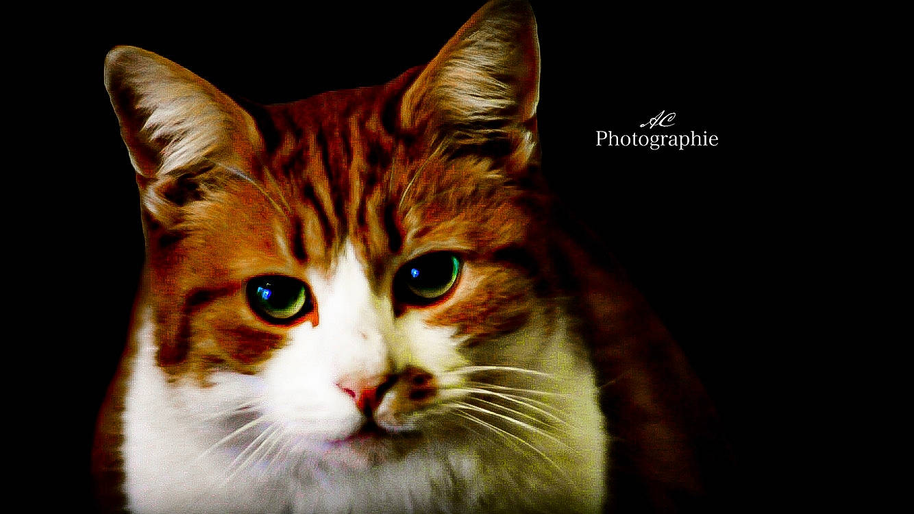 Minou participe au concours pour gagner de l'argent avec cette photo : carnivore, cat, domestic_short_haired_cat, fawn, felidae, fur, iris, photo_caption, small_to_medium_sized_cats, snout, tail, terrestrial_animal, whiskers, wildlife