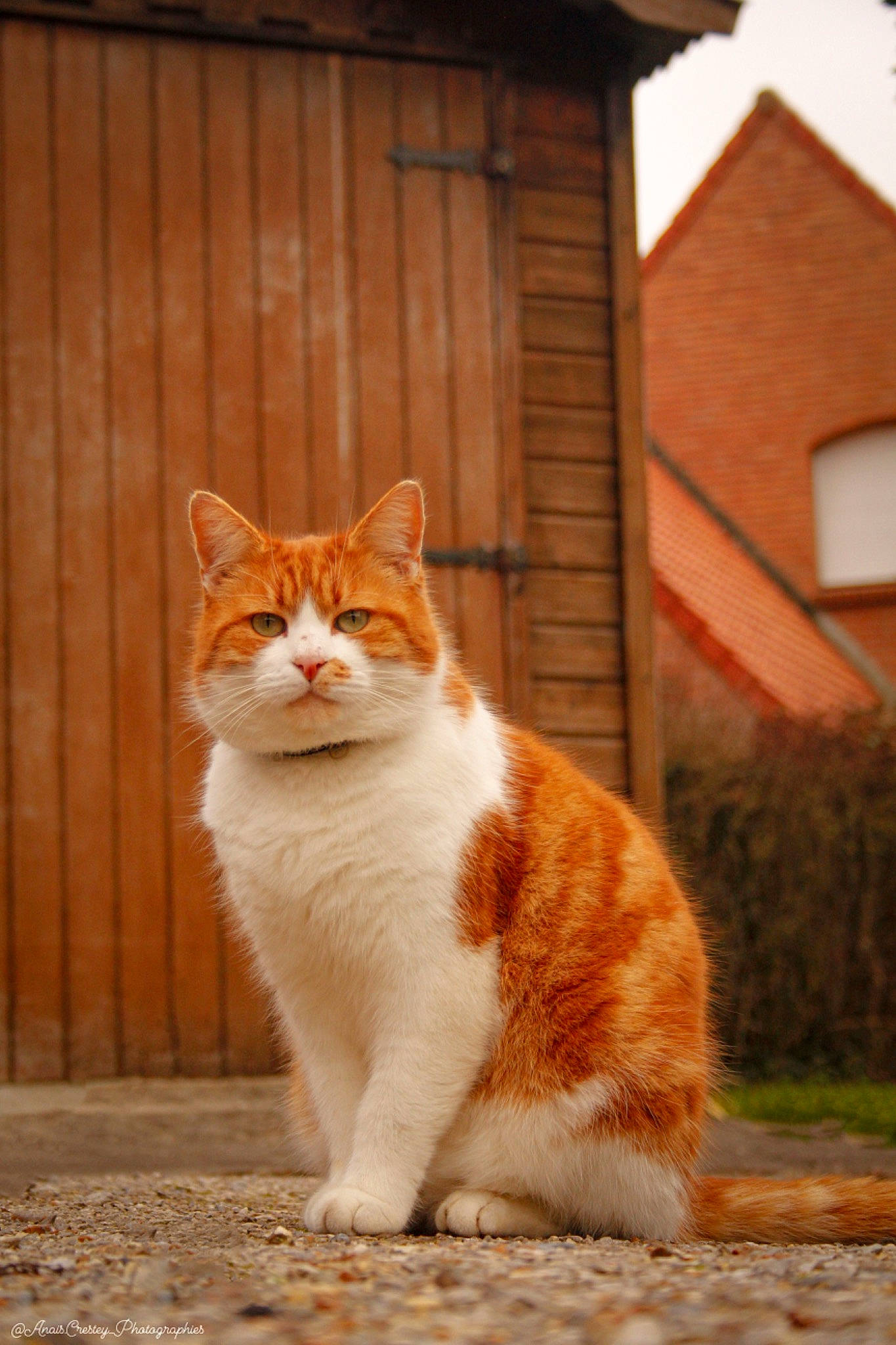 Minou participe au concours pour gagner de l'argent avec cette photo : brick, carnivore, cat, domestic_short_haired_cat, fawn, felidae, fur, grass, orange, plant, road_surface, sitting, small_to_medium_sized_cats, snout, tail, terrestrial_animal, whiskers, wildlife, window, wood
