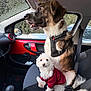 Aël a rejoint le concours — aidez-le/la à gagner de superbes lots ! animal, car_door, car_interior, companion, curious, dog, dog_harness, dog_sweater, fluffy_dog, indoor, large_dog, looking, pet, seat, seatbelt, side_view_mirror, sitting, small_dog, vehicle, window