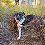 animal, blue_sky, building, canine, collar, daylight, dog, eyes, face, fur, grass, happy, leaves, nature, outdoor, pet, plant, sunlight, tongue_out, walking