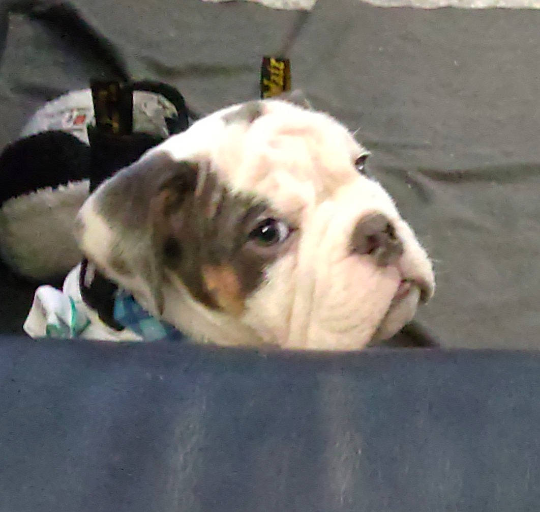 Odin Arlo is registered to the contest to win money with this photo: bulldog, carnivore, collar, comfort, companion_dog, dog, dog_breed, dog_collar, fawn, flooring, non_sporting_group, pet_supply, puppy_love, snout, terrestrial_animal, toy_dog, whiskers, white_english_bulldog, working_animal, wrinkle