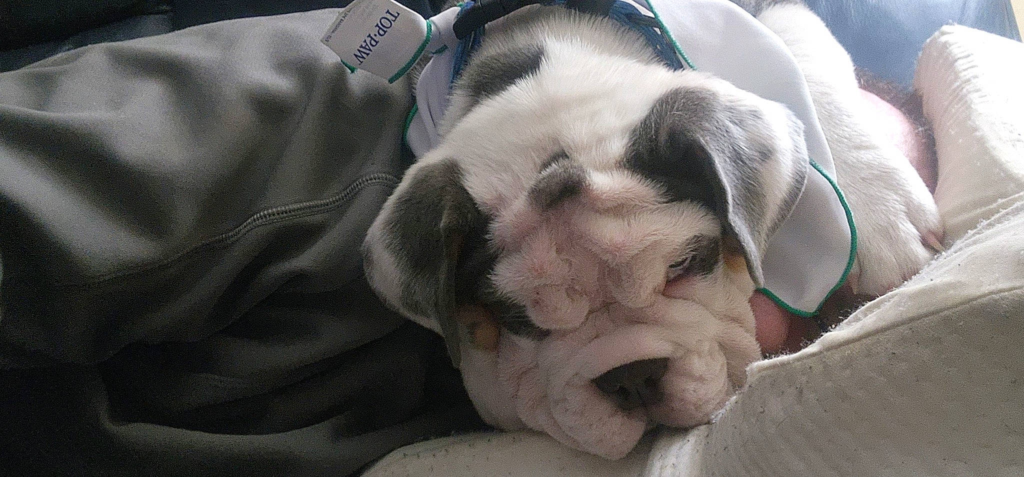 Odin Arlo joined the competition — help win amazing prizes! bored, bulldog, canidae, carnivore, comfort, companion_dog, dog, dog_breed, fawn, fur, nap, non_sporting_group, paw, puppy_love, snout, sporting_group, terrestrial_animal, whiskers, working_animal, wrinkle