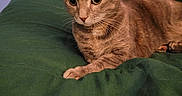 Naya Linn is registered to the contest to win money with this photo: animal, blanket, blinds, cat, cozy, ears, eyes, feline, fur, green, home, indoor, pet, radio, relaxed, resting, tabby, vintage, whiskers, windows
