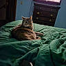 Naya Linn is registered to the contest to win money with this photo: animal, bed, blanket, cat, cozy, domestic, dresser, electronics, furniture, green, indoor, pet, quilt, relaxed, remote_control, resting, room, soft_lighting, television, wood