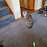 Naya Linn joined the competition — help win amazing prizes! animal, cables, carpet, cat, corner, curious, domestic, floor, furniture, gray_cat, household, indoor, looking_back, pet, power_strip, room, sitting, stairs, tail, wooden_door
