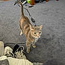 animal, cables, carpet, cat, cord, curious, domestic, furniture, gray_carpet, green_eyes, household, indoor, legs, looking_up, pet, shoes, sneakers, tabby_cat, wood_floor, wooden_table