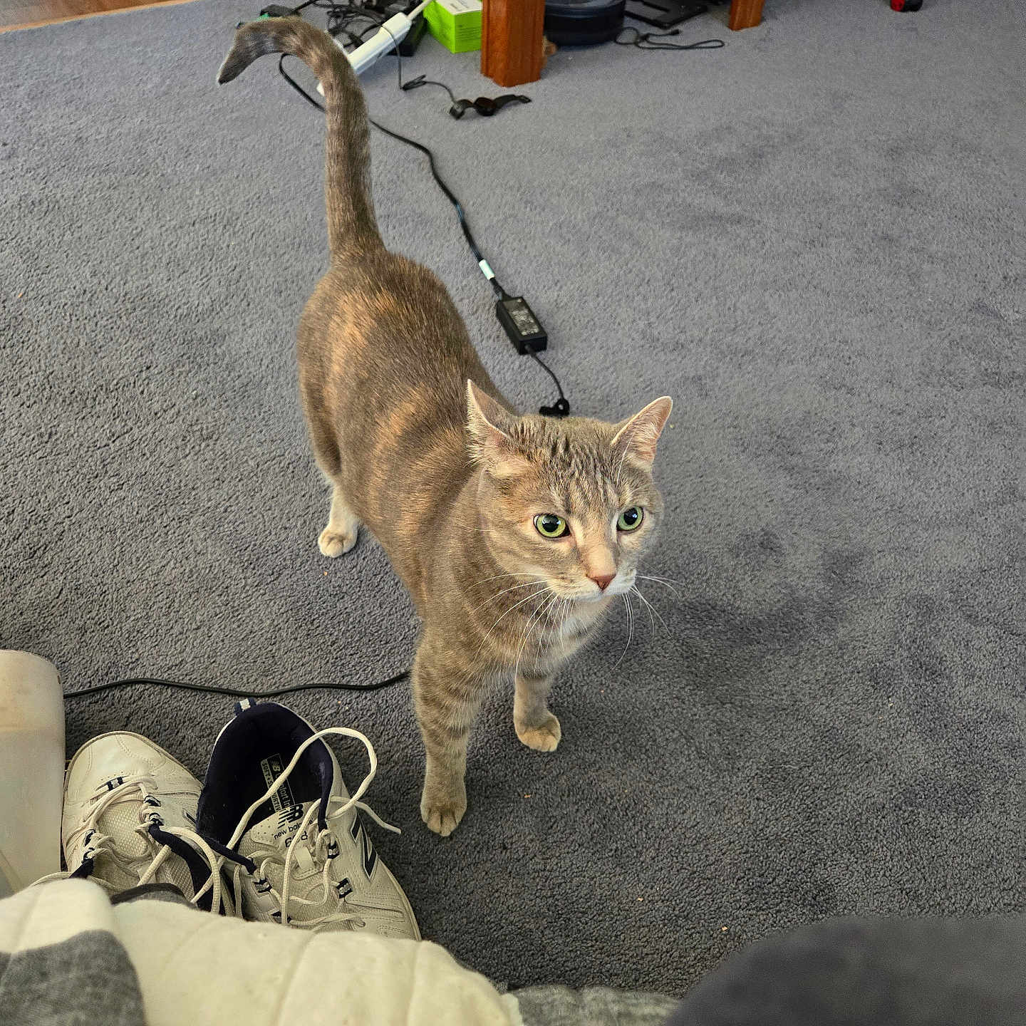 Naya Linn joined the competition — help win amazing prizes! animal, cables, carpet, cat, cord, curious, domestic, furniture, gray_carpet, green_eyes, household, indoor, legs, looking_up, pet, shoes, sneakers, tabby_cat, wood_floor, wooden_table