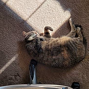 Naya Linn is registered to the contest to win money with this photo: carpet, cat, cozy, domestic_animal, feline, fur, home, indoor, nap, office_chair, paw, pet, quiet, relaxed, resting, shadow, sleeping, striped, sunlight, wheel
