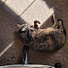 carpet, cat, cozy, domestic_animal, feline, fur, home, indoor, nap, office_chair, paw, pet, quiet, relaxed, resting, shadow, sleeping, striped, sunlight, wheel