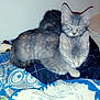 Aston And Naya is registered to the contest to win money with this photo: cat, kitten, gray_tabby, sleeping, cozy, blanket, indoor, floor, toy, nap, feline, pets, cute, animal, resting, fur, whiskers, ears, domestic_cat, companion