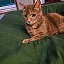 cat, tabby_cat, pet, animal, indoor, green_blanket, furniture, window, blinds, radio, relaxing, resting, fur, whiskers, ears, eyes, cozy, home, comfort, domestic