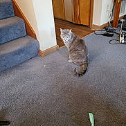 Naya Linn is registered to the contest to win money with this photo: cat, gray_cat, tabby, carpet, stairs, wooden_door, floor, cords, electronic_cords, table, indoor, pet, animal, curious, looking_back, blue_carpet, living_room, household, disorder, wrapper
