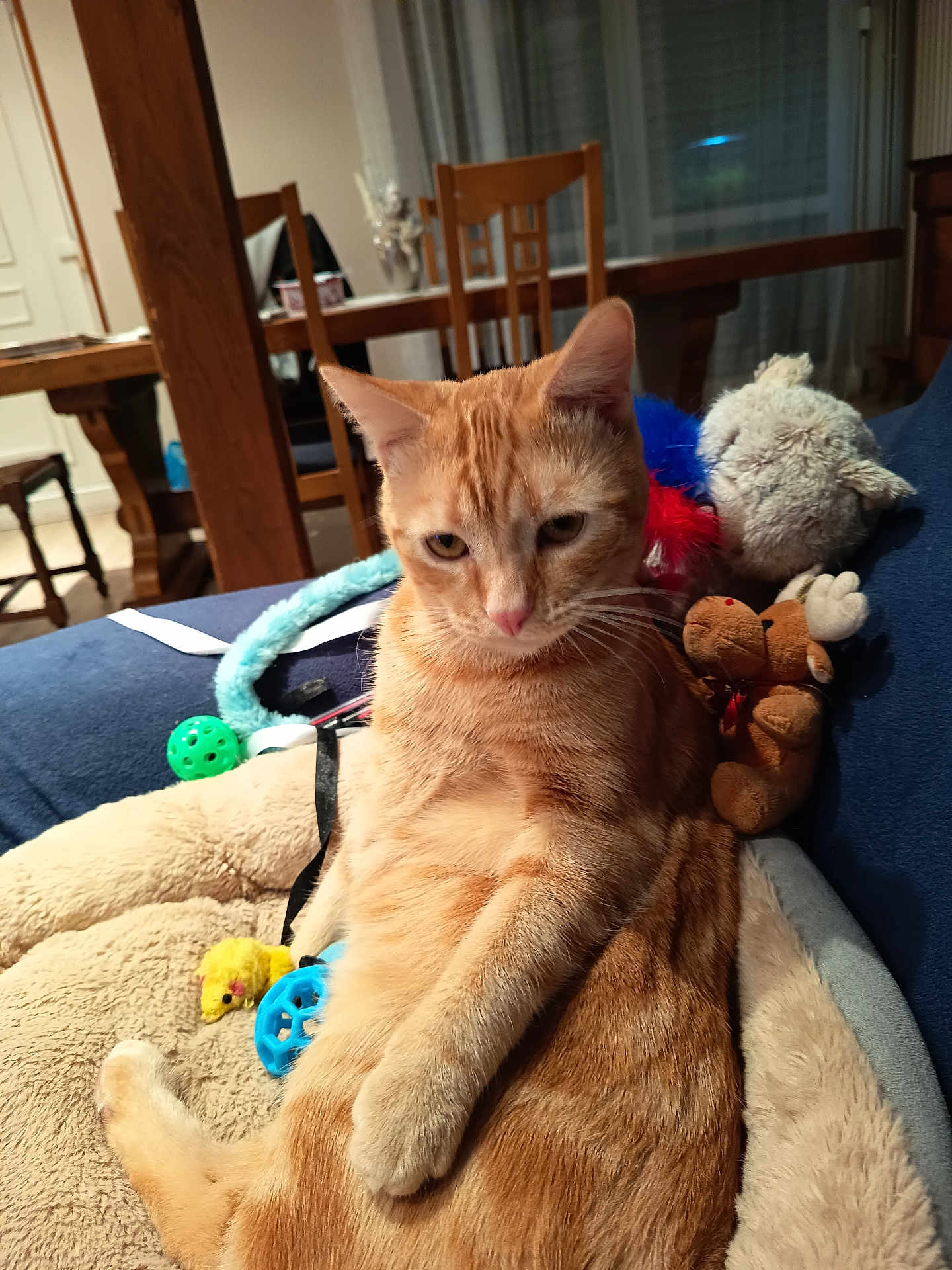 Blaise participe au concours pour gagner de l'argent avec cette photo : animal, blue_blanket, cat, cozy, domestic_cat, furniture, household, indoor, living_room, orange_fur, orange_tabby, pet, pet_bed, plush_toy, relaxed, resting, soft_toys, table, toy, wooden_chair