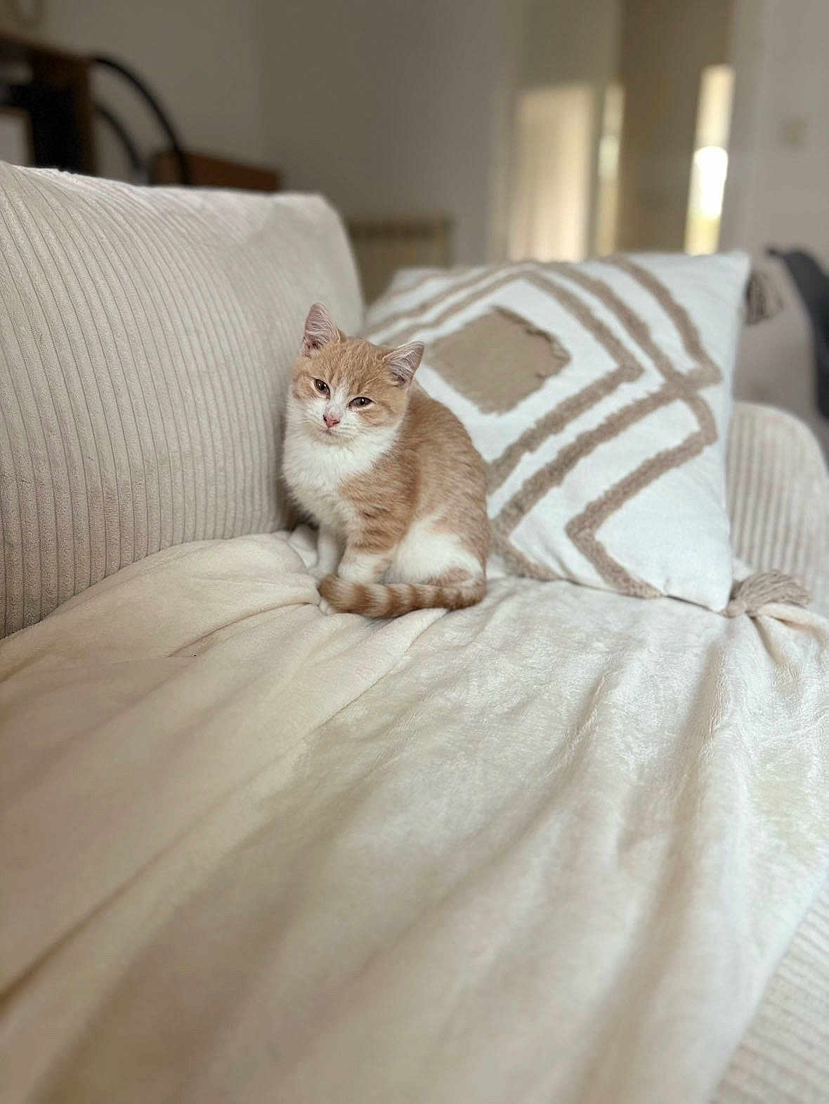 Archi a rejoint le concours — aidez-le/la à gagner de superbes lots ! kitten, cat, orange_cat, white_cat, couch, blanket, pillow, indoor, pet, furniture, cozy, home, animal, cute, fur, small_animal, domestic_cat, resting, soft, living_room