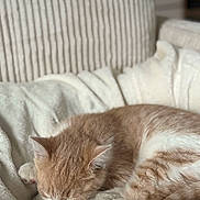 Archi participe au concours pour gagner de l'argent avec cette photo : cat, sleeping, ginger_cat, white_fur, cozy, blanket, soft_texture, indoor, resting, pet, feline, cute, fur, animal, relaxation, home, comfort, nap, peaceful, closeup