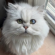 Leo joined the competition — help win amazing prizes! cat, white_cat, long_hair, fluffy, pet, feline, heterochromia, green_eye, cloudy_eye, indoor, tiled_floor, window, whiskers, pink_nose, portrait, close_up, sitting, fur, cute, domestic_cat