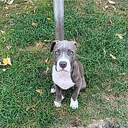 Thanos a rejoint le concours — aidez-le/la à gagner de superbes lots ! curb, daylight, dog, fallen_leaves, floppy_ears, grass, gray_fur, lawn, looking_at_camera, metal_pole, outdoor, park, pet, portrait, puppy, short_hair, sitting, white_chest, white_fur, wide_eyes