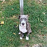 curb, daylight, dog, fallen_leaves, floppy_ears, grass, gray_fur, lawn, looking_at_camera, metal_pole, outdoor, park, pet, portrait, puppy, short_hair, sitting, white_chest, white_fur, wide_eyes