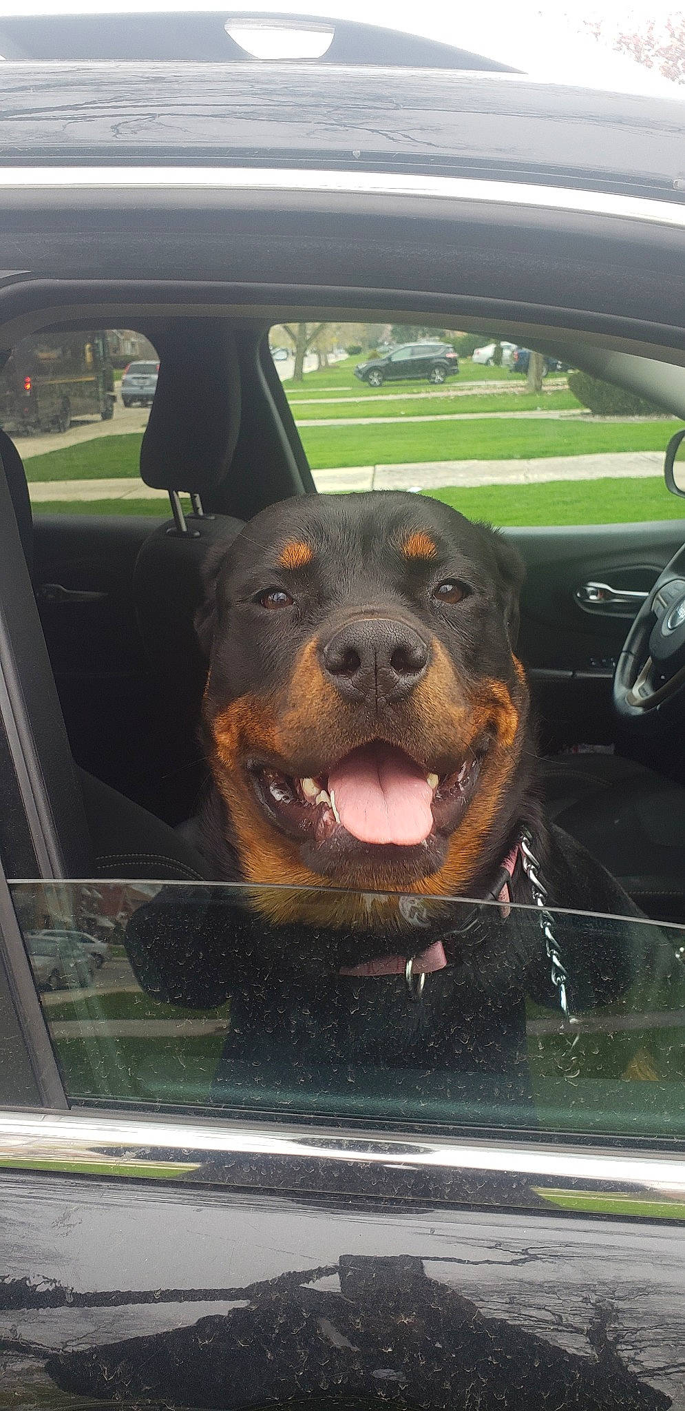 Bella is registered to the contest to win money with this photo: canidae, carnivore, dog, dog_breed, mammal, rottweiler, snout, sporting_group, vertebrate, window, working_dog