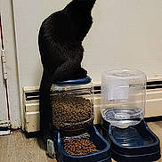 Abyss joined the competition — help win amazing prizes! black_cat, cat, pet, indoor, food_container, cat_food, water_dispenser, wooden_floor, wall, domestic_animal, animal, feline, sitting, container, floor, household, quiet, clean, still_life, closeup