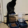 black_cat, cat, pet, indoor, food_container, cat_food, water_dispenser, wooden_floor, wall, domestic_animal, animal, feline, sitting, container, floor, household, quiet, clean, still_life, closeup