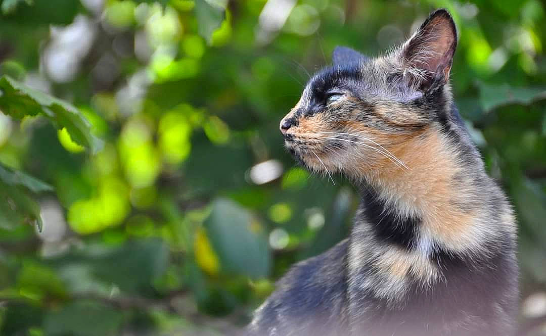 Naoki a rejoint le concours — aidez-le/la à gagner de superbes lots ! beauty, carnivore, cat, close_up, daytime, facial_expression, felidae, fur, green, iris, light, nature, neck, small_to_medium_sized_cats, snout, sunlight, terrestrial_animal, vertebrate, whiskers, wildlife