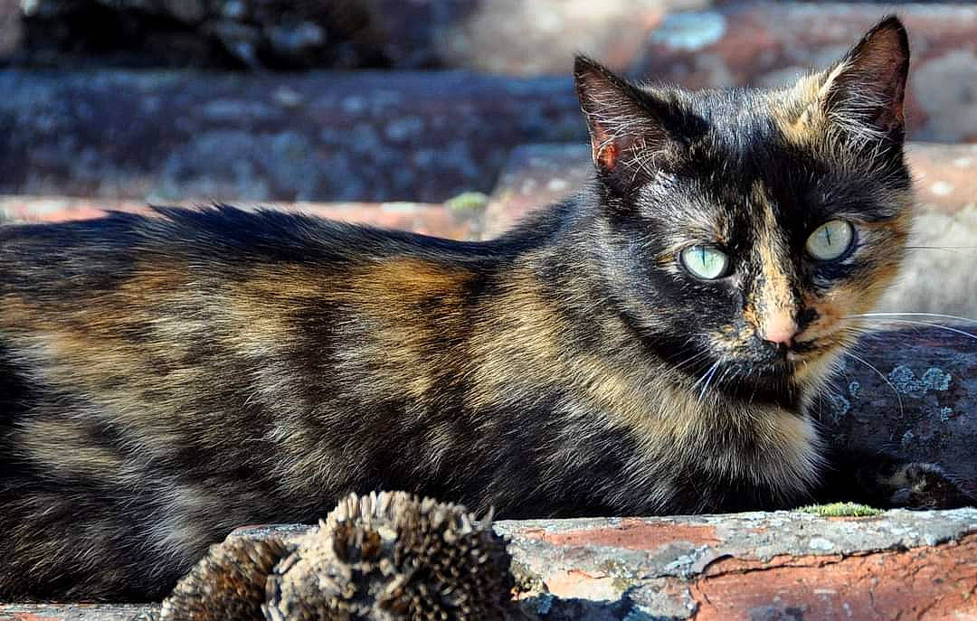 Naoki participe au concours pour gagner de l'argent avec cette photo : carnivore, cat, fawn, felidae, fur, iris, natural_material, organism, small_to_medium_sized_cats, snout, terrestrial_animal, vertebrate, whiskers