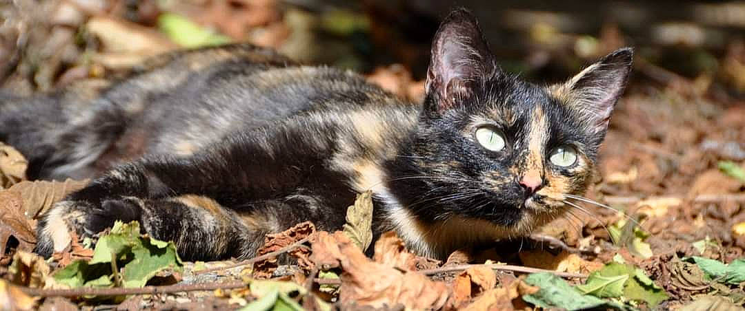 Naoki a rejoint le concours — aidez-le/la à gagner de superbes lots ! carnivore, cat, close_up, domestic_short_haired_cat, fawn, felidae, fur, iris, kitten, leaf, organism, perennial_plant, small_to_medium_sized_cats, snout, terrestrial_animal, vertebrate, whiskers