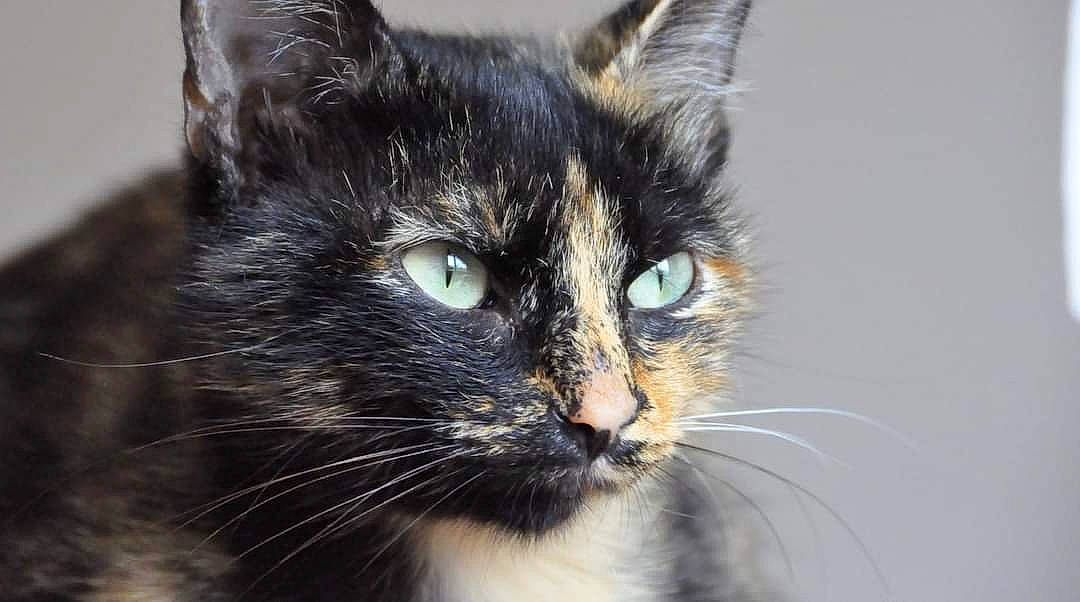 Naoki participe au concours pour gagner de l'argent avec cette photo : carnivore, cat, close_up, curious, domestic_short_haired_cat, felidae, fur, iris, organ, photography, small_to_medium_sized_cats, snout, terrestrial_animal, vertebrate, whiskers