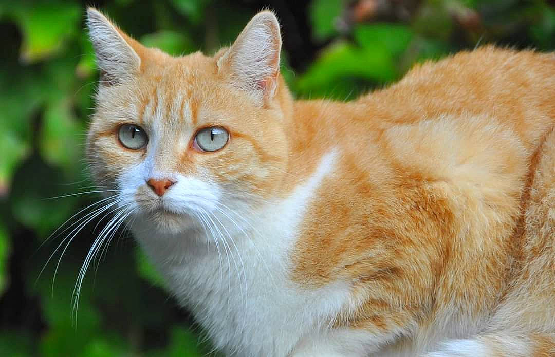 Zia a rejoint le concours — aidez-le/la à gagner de superbes lots ! carnivore, cat, domestic_short_haired_cat, fawn, felidae, fur, iris, organism, peach, small_to_medium_sized_cats, snout, tail, terrestrial_animal, vertebrate, whiskers