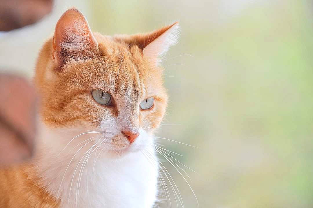 Zia participe au concours pour gagner de l'argent avec cette photo : carnivore, cat, close_up, domestic_short_haired_cat, fawn, felidae, fur, peach, skin, small_to_medium_sized_cats, snout, whiskers