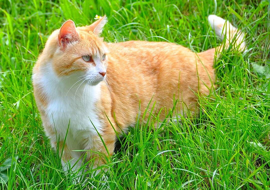 Zia a rejoint le concours — aidez-le/la à gagner de superbes lots ! carnivore, cat, domestic_short_haired_cat, fawn, felidae, fur, grass, grass_family, small_to_medium_sized_cats, tail, terrestrial_animal, vertebrate, whiskers