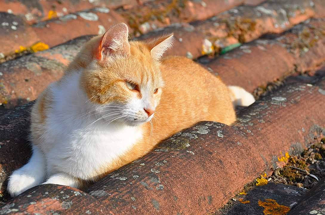 Zia participe au concours pour gagner de l'argent avec cette photo : brick, brickwork, carnivore, cat, domestic_short_haired_cat, fawn, felidae, fur, liver, orange, small_to_medium_sized_cats, snout, tail, terrestrial_animal, vertebrate, whiskers