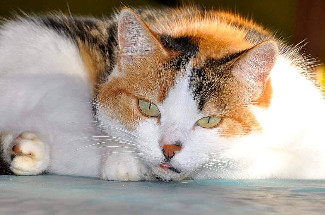 Zoé participe au concours pour gagner de l'argent avec cette photo : carnivore, cat, claw, domestic_short_haired_cat, fawn, felidae, fur, pet_supply, small_to_medium_sized_cats, snout, vertebrate, whiskers