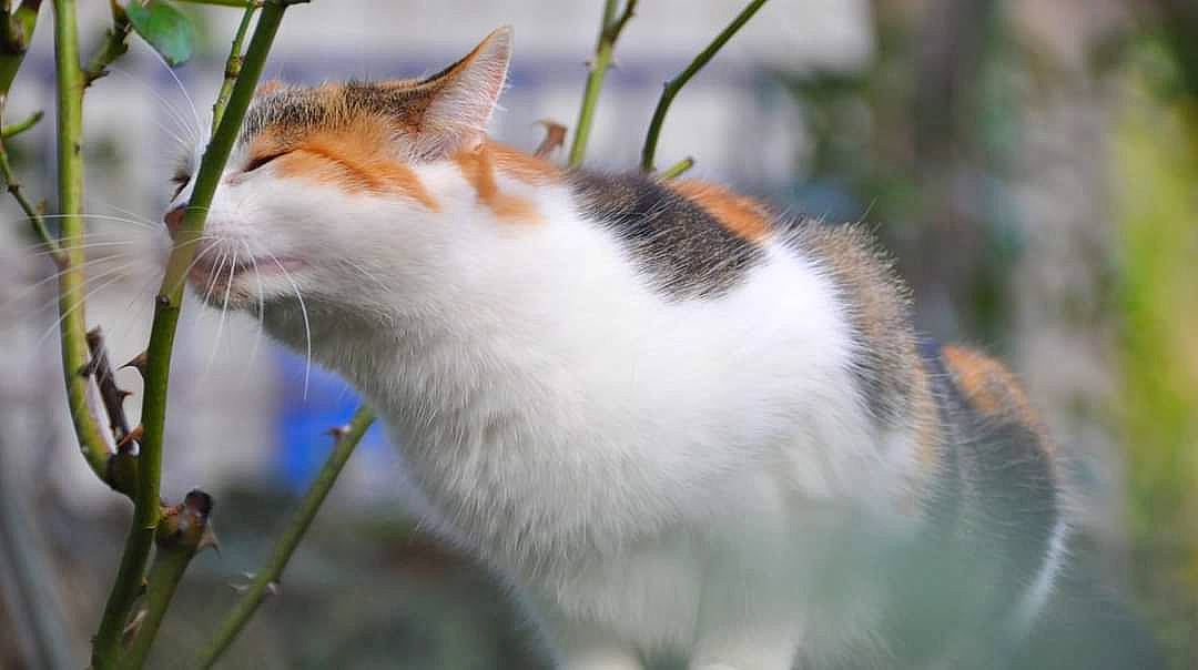 Zoé participe au concours pour gagner de l'argent avec cette photo : carnivore, cat, daytime, domestic_short_haired_cat, fawn, felidae, fur, organism, plant_stem, small_to_medium_sized_cats, snout, spring, twig, vertebrate, whiskers