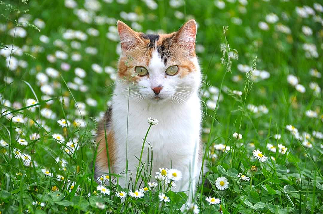 Zoé participe au concours pour gagner de l'argent avec cette photo : carnivore, cat, fawn, felidae, fur, grass, herbaceous_plant, mammal, meadow, pedicel, small_to_medium_sized_cats, spring, terrestrial_animal, whiskers, wildflower