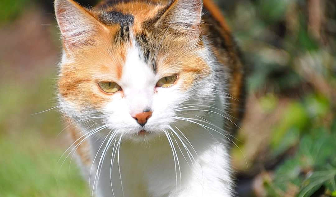 Zoé a rejoint le concours — aidez-le/la à gagner de superbes lots ! carnivore, cat, domestic_short_haired_cat, facial_expression, fawn, felidae, fur, organism, small_to_medium_sized_cats, snout, vertebrate, whiskers