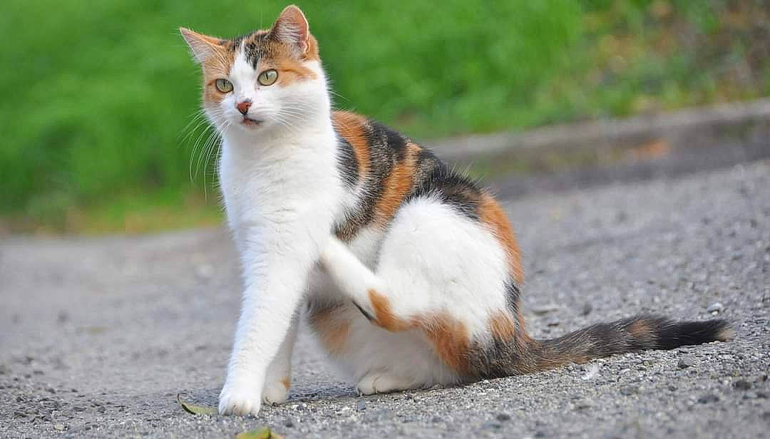 Zoé participe au concours pour gagner de l'argent avec cette photo : asphalt, carnivore, cat, daytime, facial_expression, fawn, felidae, foot, fur, orange, organism, paw, road_surface, small_to_medium_sized_cats, snout, tail, terrestrial_animal, toe, vertebrate, whiskers