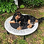 animal, backyard, black, brown, canine, daylight, dog, fur, garden, grass, greenery, leaves, nature, outdoor, pet, plants, relaxed, resting, small_trampoline, trampoline