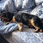 Jasper joined the competition — help win amazing prizes! dog, sleeping, bed, blanket, blue_checkered, indoors, cozy, resting, fur, animal, pet, canine, comfort, pillow, soft, relaxation, domestic, companionship, napping, cute