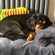 Jasper is registered to the contest to win money with this photo: dog, black_dog, tan_markings, resting, curled_up, blanket, towel, cushion, indoor, pet, cozy, fur, paw, sleepy, canine, home, relaxed, soft_texture, furniture, colorful_background