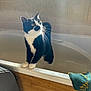 Stevie Nix is registered to the contest to win money with this photo: animal, bathroom, bathtub, black_and_white, cat, curious, daylight, domestic, feline, fur, indoor, looking_away, paws, pet, sunlight, tiled_wall, towel, whiskers, window, wood_panel