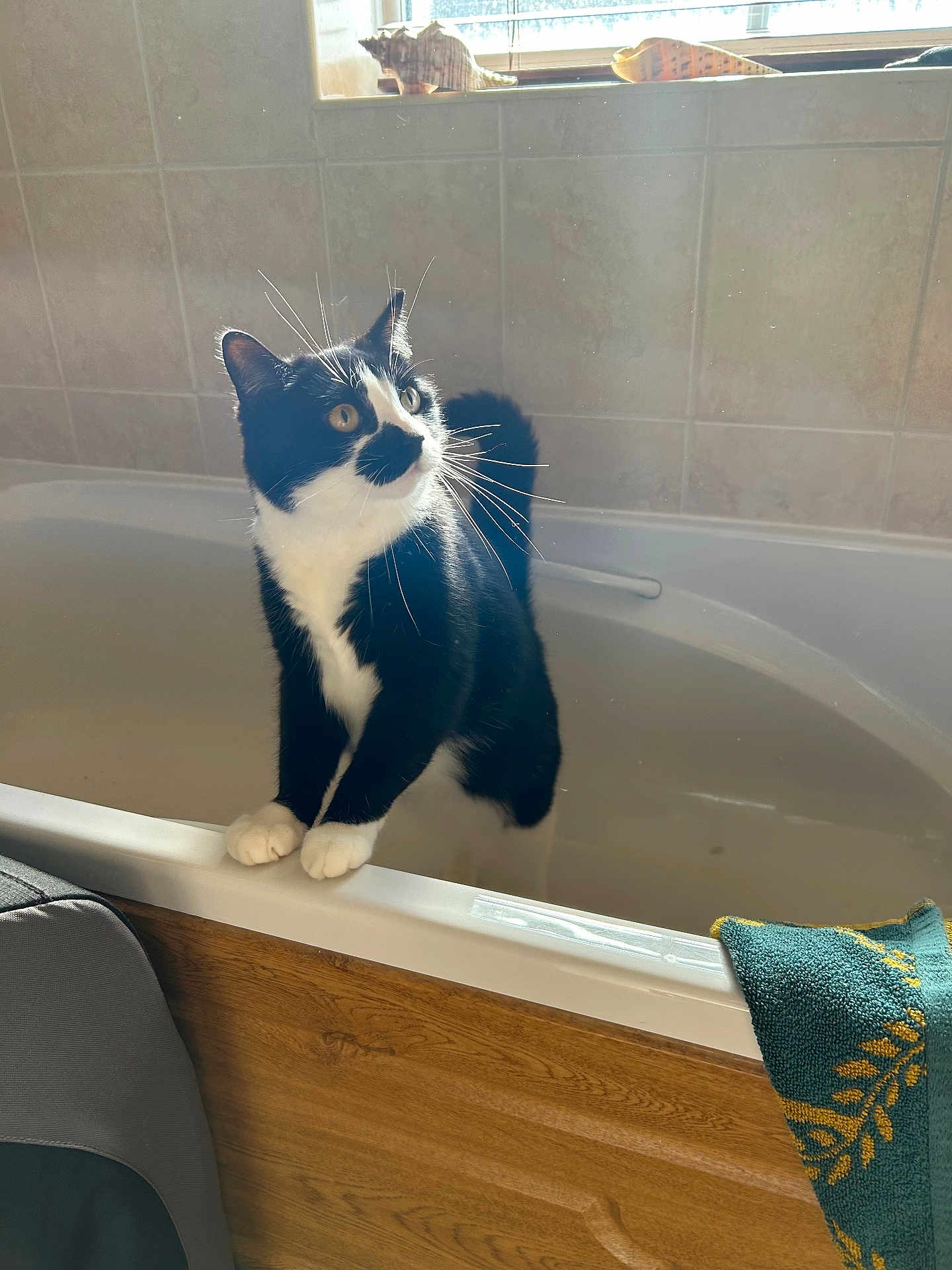 Stevie Nix is registered to the contest to win money with this photo: animal, bathroom, bathtub, black_and_white, cat, curious, daylight, domestic, feline, fur, indoor, looking_away, paws, pet, sunlight, tiled_wall, towel, whiskers, window, wood_panel